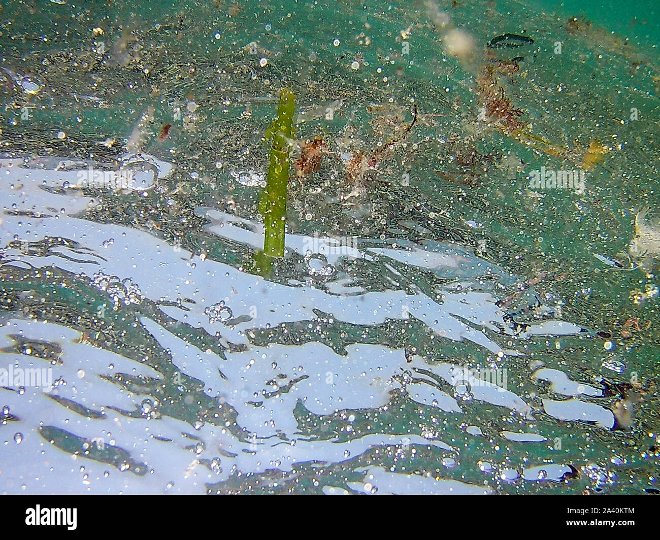 Bonassola (SP)-Mare sporco e invaso da meduse Stockfoto