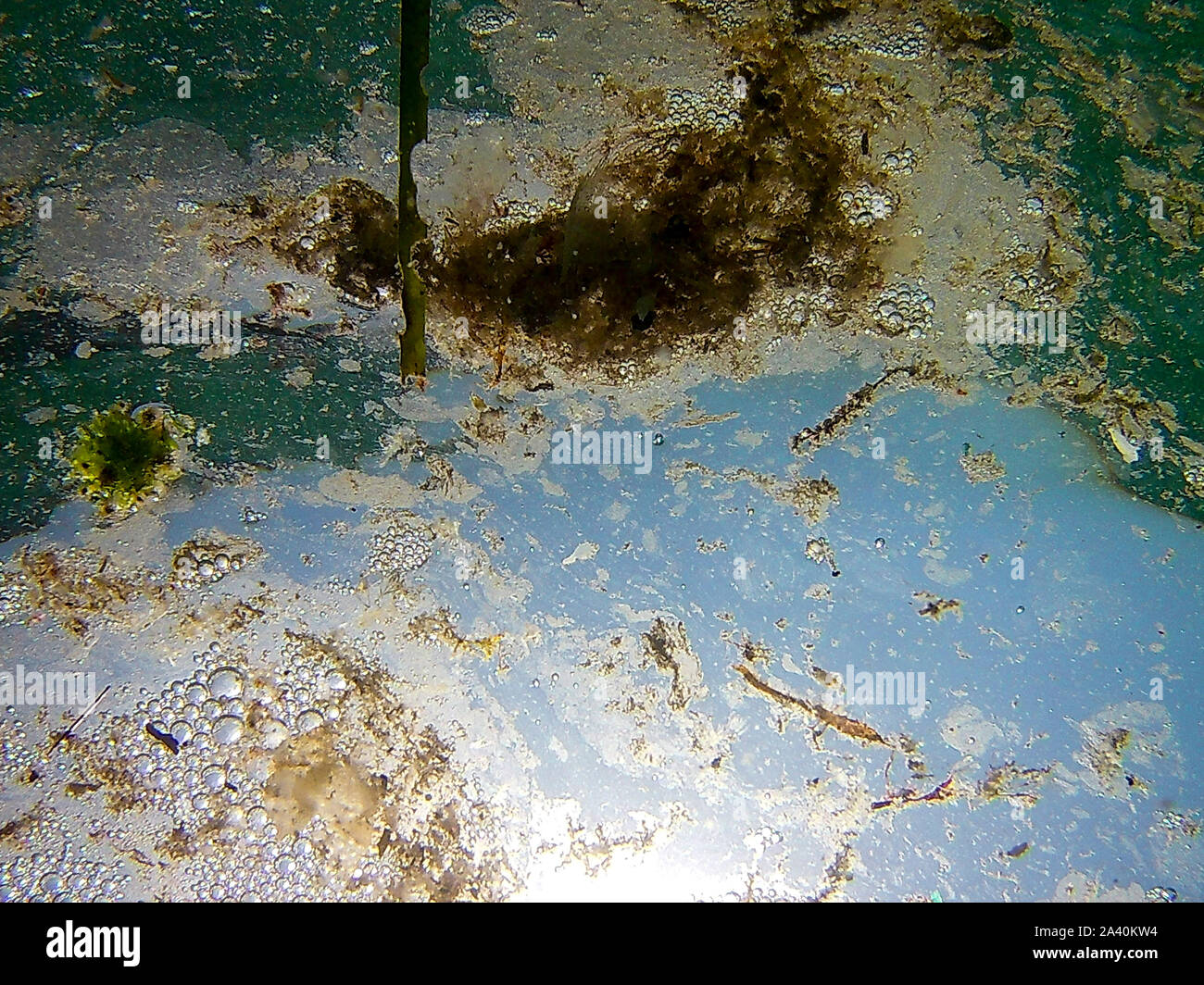 Bonassola (SP)-Mare sporco e invaso da meduse Stockfoto