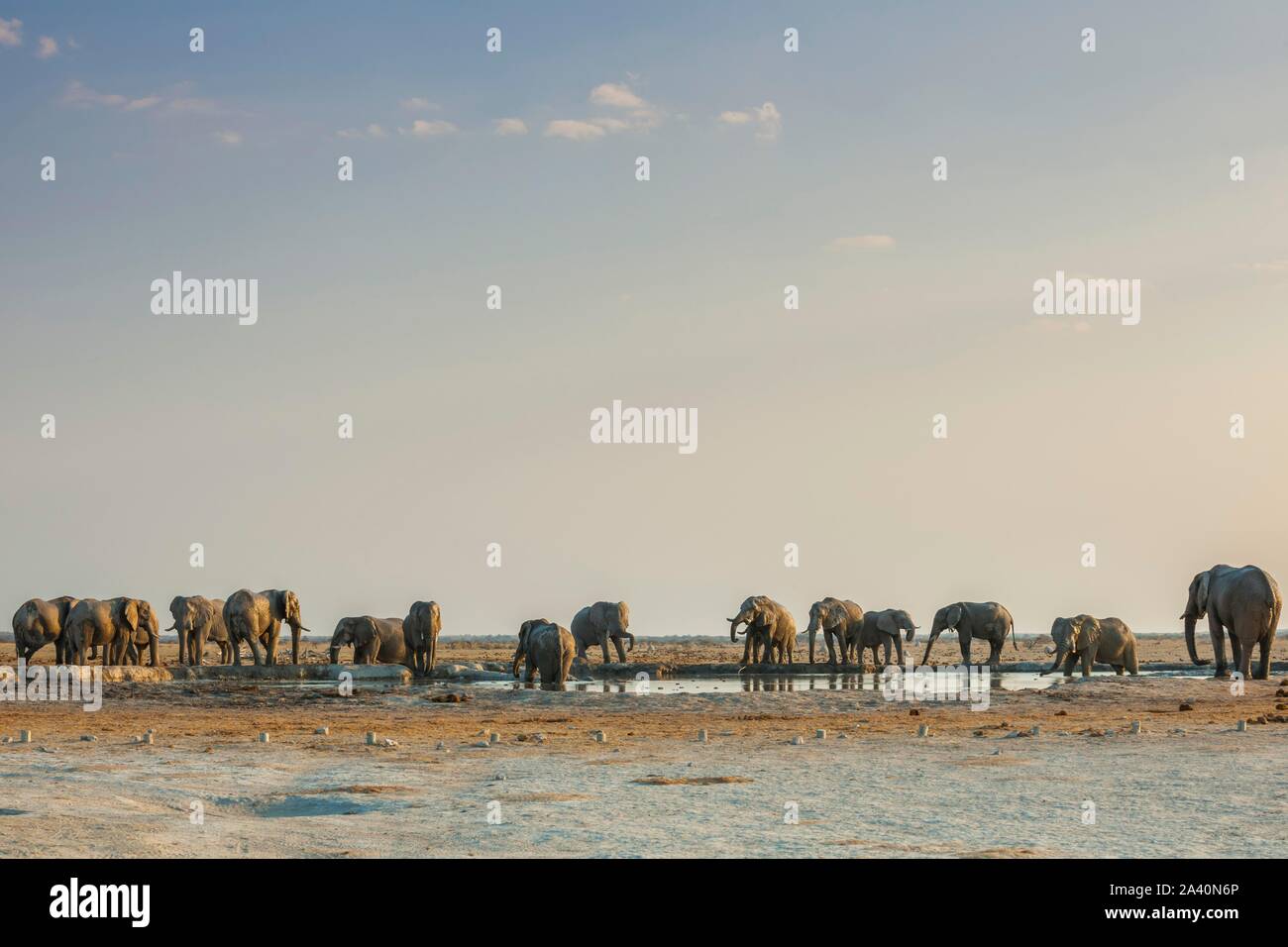 Afrikanische Elefanten (Loxodonta africana) an einer Wasserstelle, Herde, Nxai Pan National Park, Ngamiland, Botswana Stockfoto