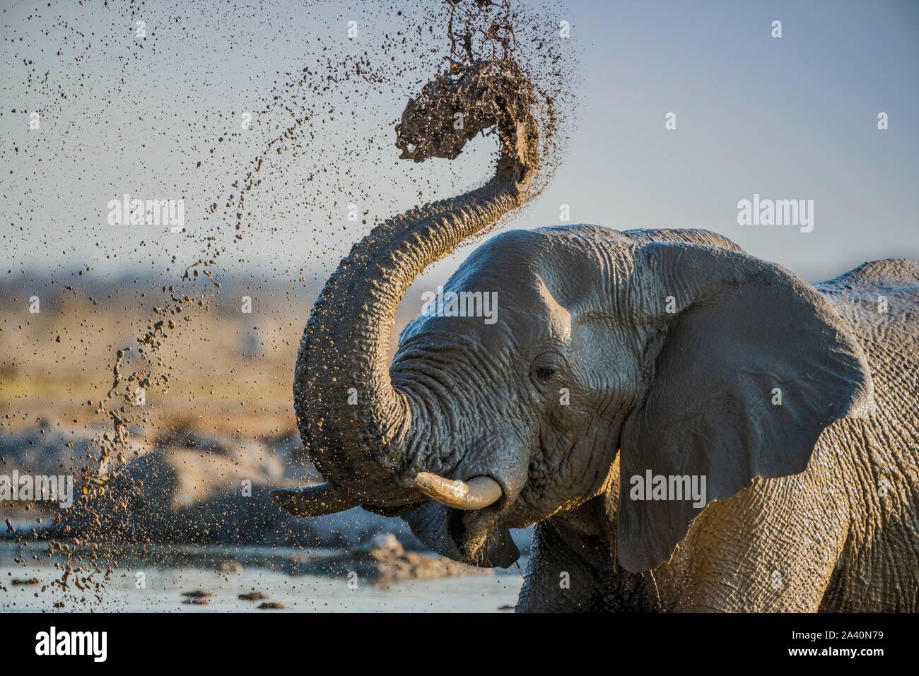 Afrikanischer Elefant (Loxodonta africana) spritzenden Schlamm an einem Wasserloch, Tier Portrait, Nxai Pan National Park, Ngamiland, Botswana Stockfoto