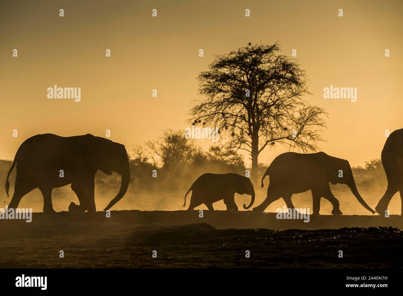 Afrikanische Elefanten (Loxodonta africana), mit jungen Tieren mit Hintergrundbeleuchtung in staubigen Savannah, Sonnenuntergang, Nxai Pan National Park, Ngamiland, Botswana Stockfoto