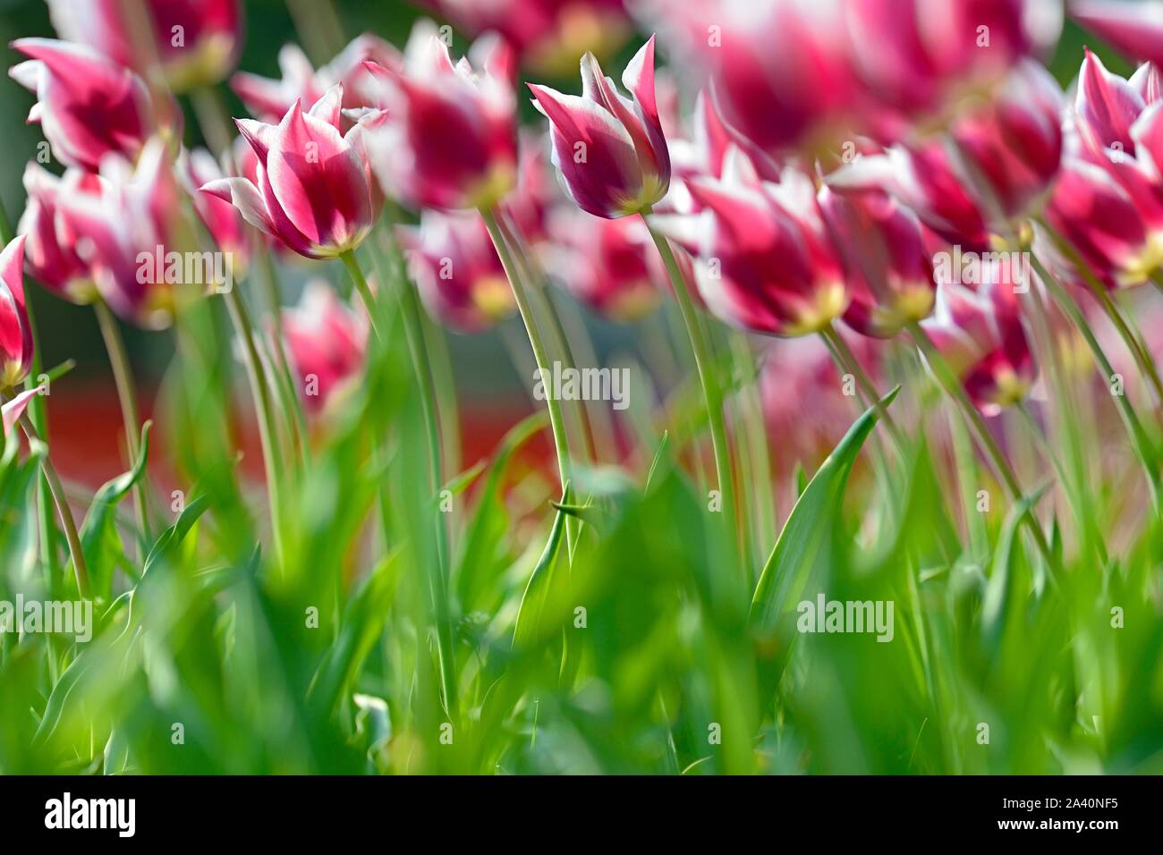 Tulpen (Tulipa), rot-weiße Blüten, Nordrhein-Westfalen, Deutschland Stockfoto