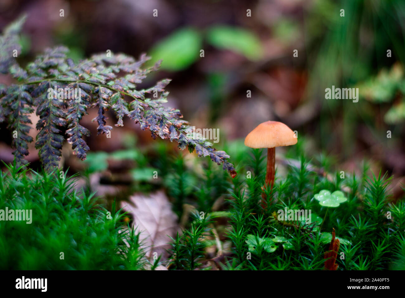 Single Orange Mushroom mit Fern Stockfoto