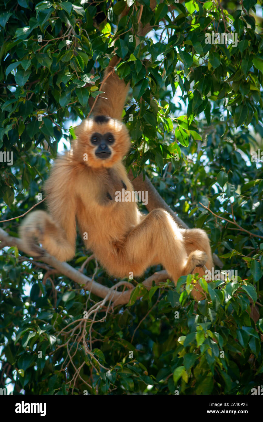 Gibbon mit goldenen Wangen Stockfoto