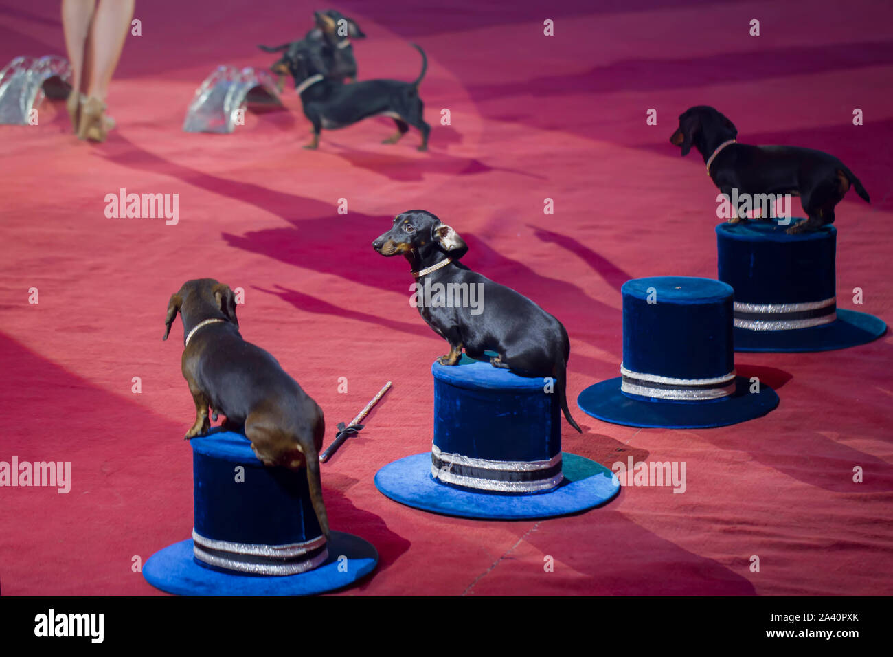 Ausgebildete Hunde und der Schatten der Trainer. Dackel führen Sie im Zirkus Stockfoto