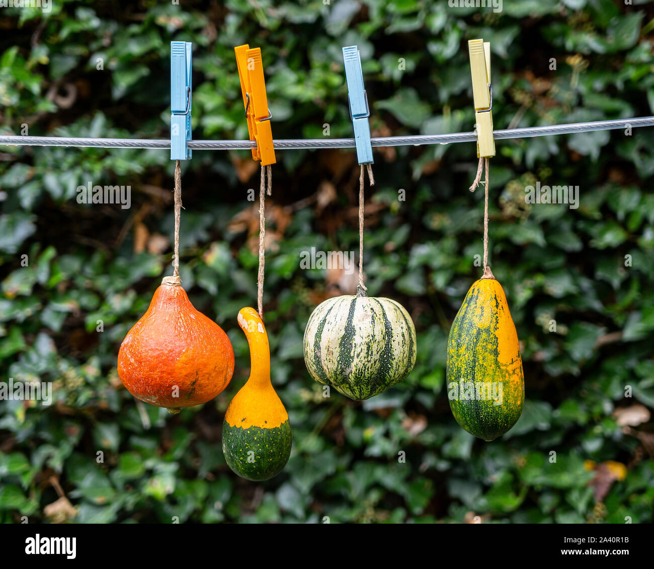 Einige Kürbisse hängen an den Draht im Garten Stockfoto