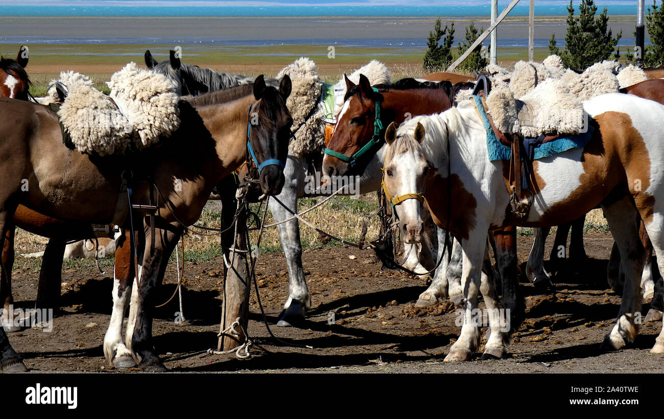 Pferde für Abenteuer Fahrt, Patagonien warten. Argentinische Pferde, Gletschersee Stockfoto