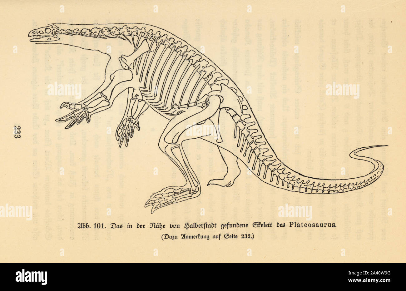 Wiederaufbau einer ausgestorbenen räuberischen Dinosaurier, Plateosaurus, späten Trias, basierend auf ein fossiles Skelett in Halberstadt gefunden. Abbildung von Wilhelm Bolsche das Leben der Urwelt, prähistorische Leben, Georg Dollheimer, Leipzig, 1932. Stockfoto