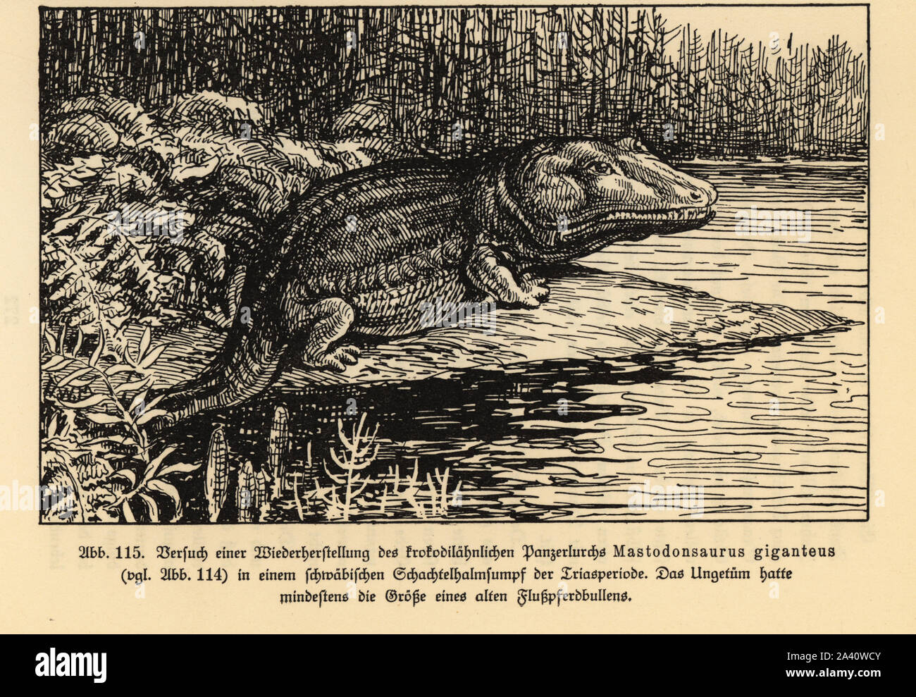 Wiederaufbau einer ausgestorbenen Mastodonsaurus giganteus, Trias. Abbildung von Wilhelm Bolsche das Leben der Urwelt, prähistorische Leben, Georg Dollheimer, Leipzig, 1932. Stockfoto