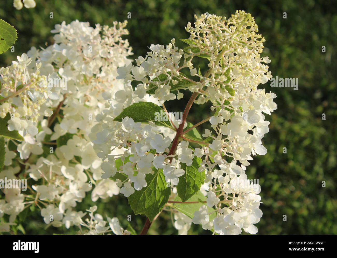 Die schönen weißen Blüten der Hydrangea paniculata Silver Dollar" im Abendlicht im Sommer. Auch als Hortensia bekannt. Stockfoto