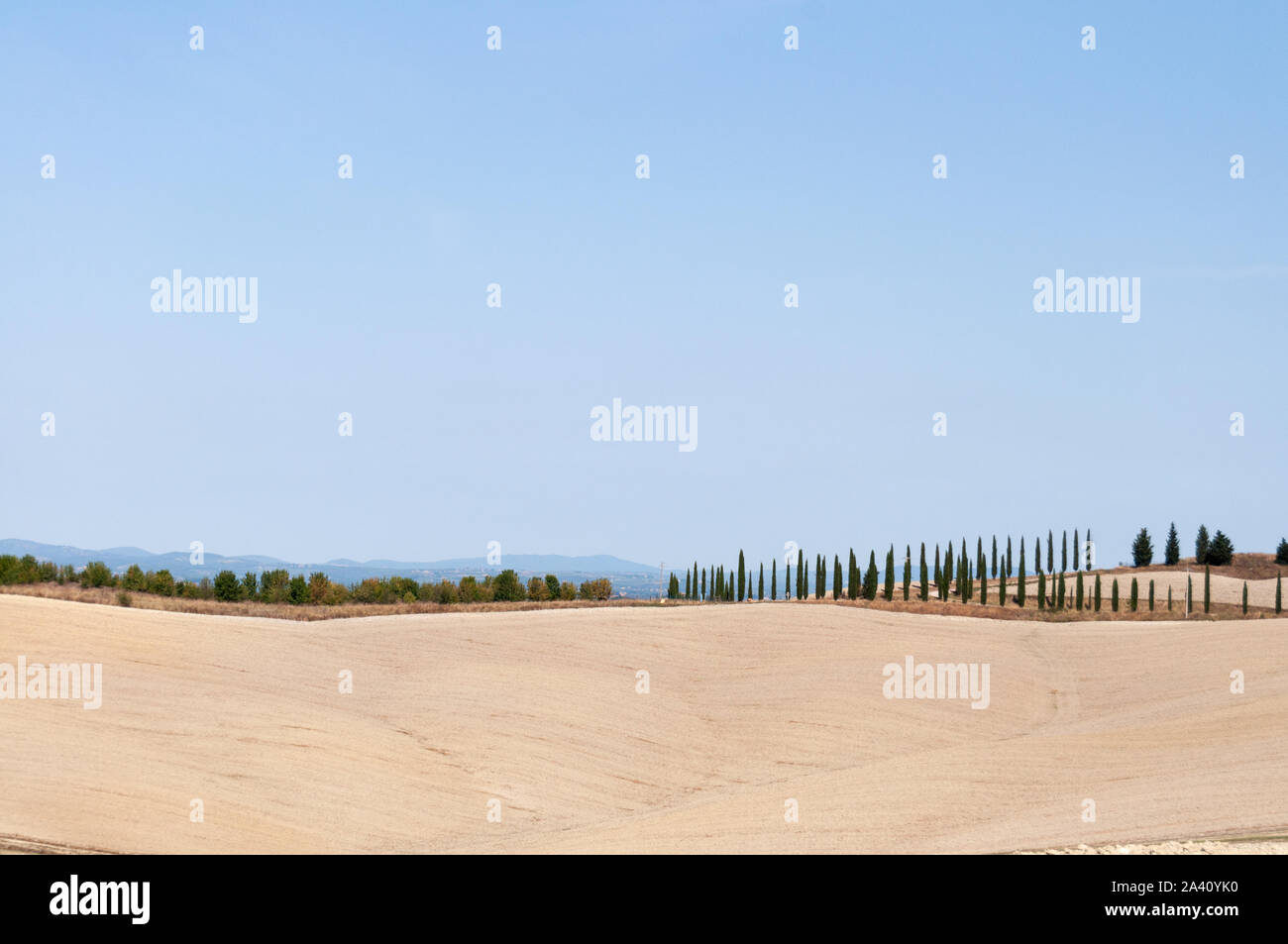 Typische helle Farben Landschaft in der Toskana. Reihe der Bäume auf dem Hügel unter einem blauen Himmel. Himmel und Erde wahren Farben. Stockfoto