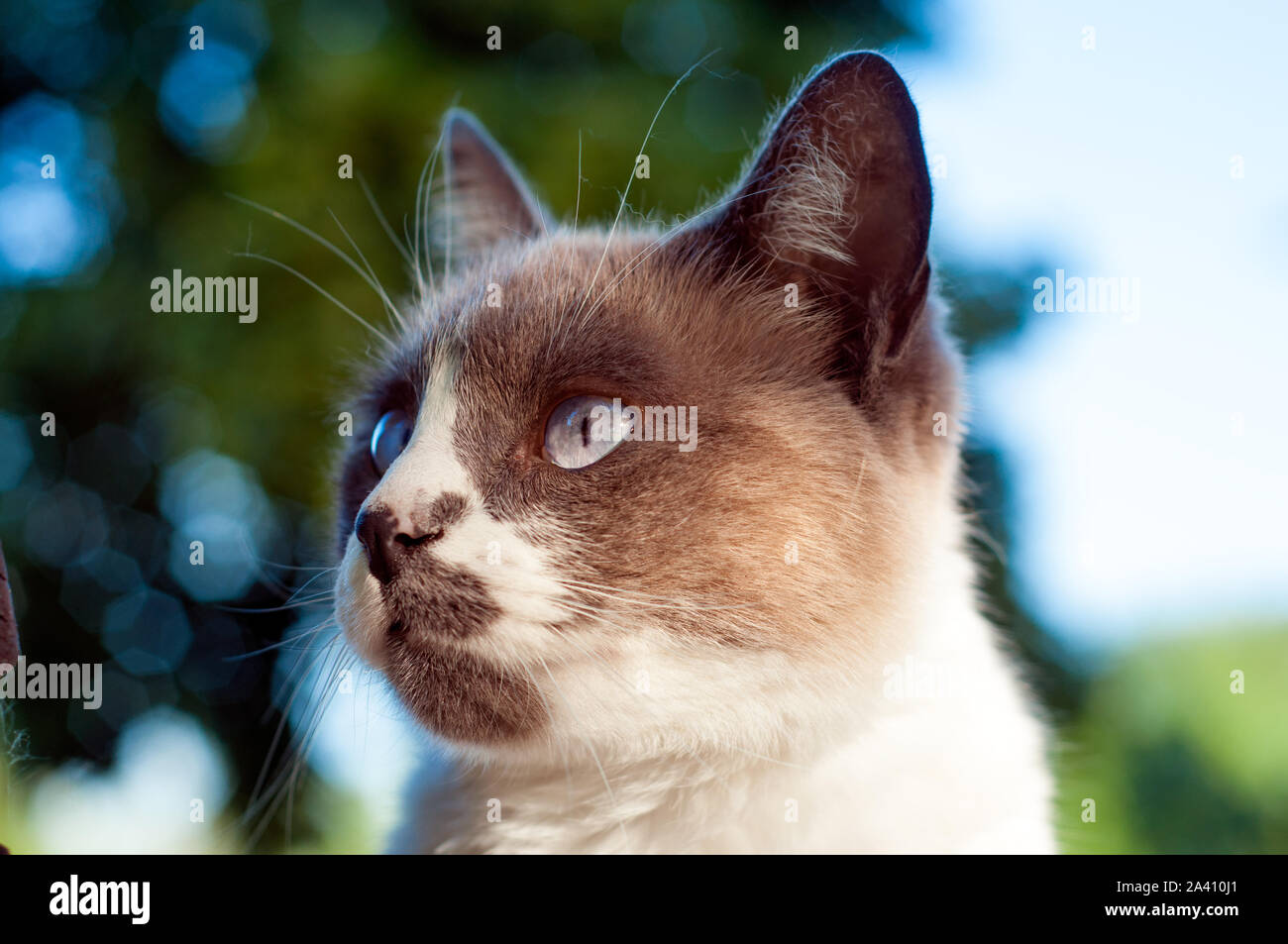 Schöne Seal Point Close up Cat's Gesicht. blauen Himmel im Hintergrund Stockfoto