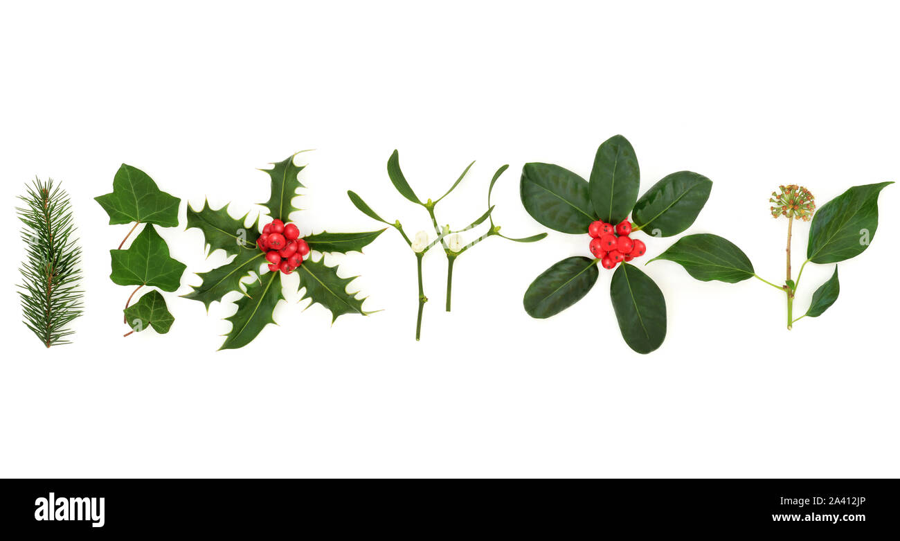 Traditionelle Winter und Weihnachten Flora und Fauna mit Blättern und Beeren auf weißem Hintergrund. Stockfoto