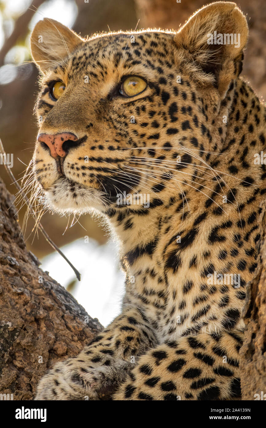 Leopard Gesicht auf den Baum auf der Suche nach Beute in den Horizont Stockfoto