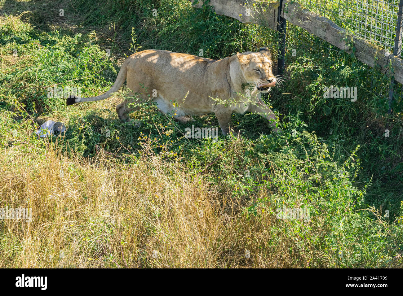 Nach Löwin im Zoo ruhig Spaziergänge in das Gehäuse Stockfoto