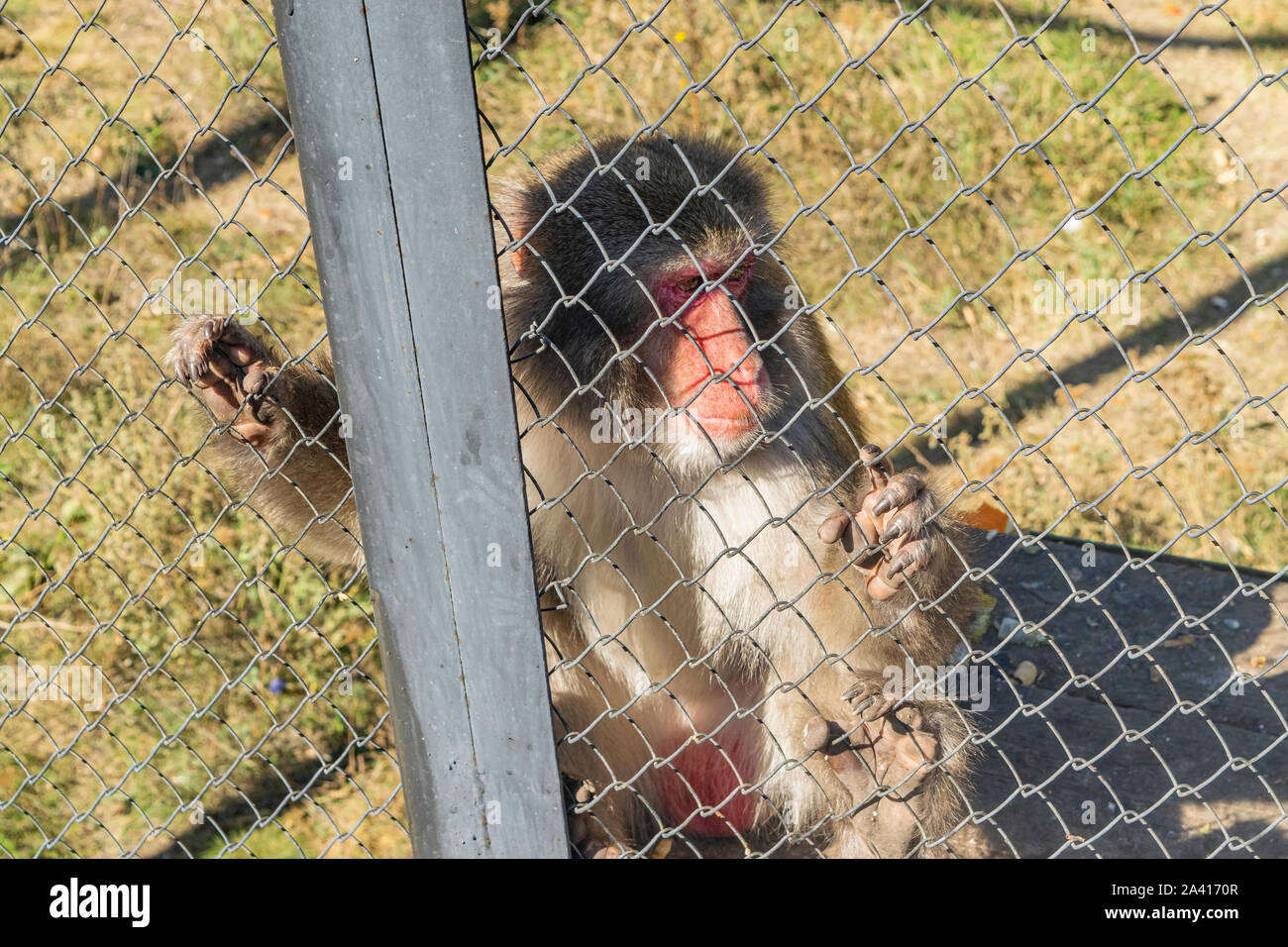 Nach japanischen Makaken im Zoo in einem Käfig Stockfoto