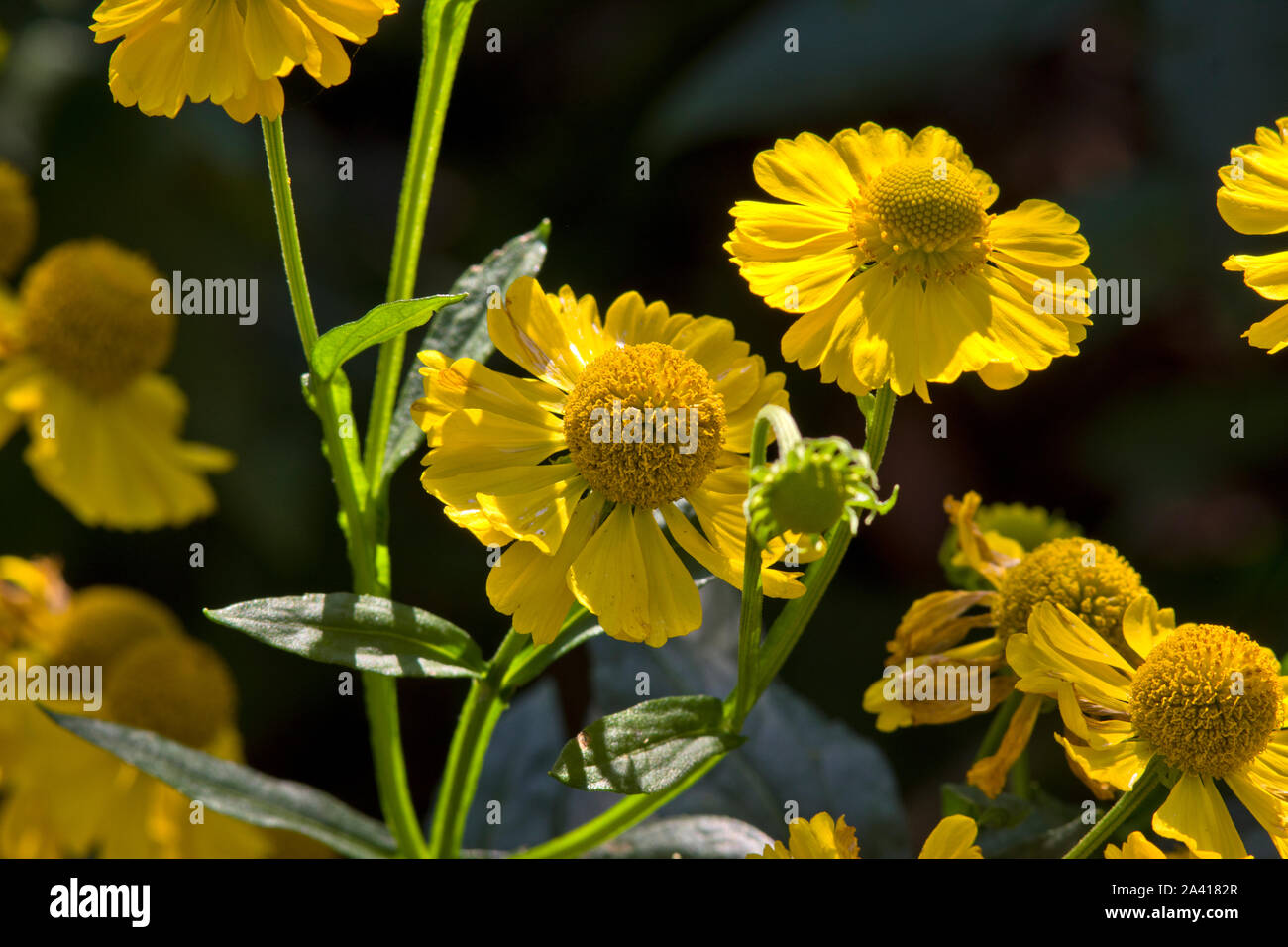 Helenium 'Kanaria' Stockfoto