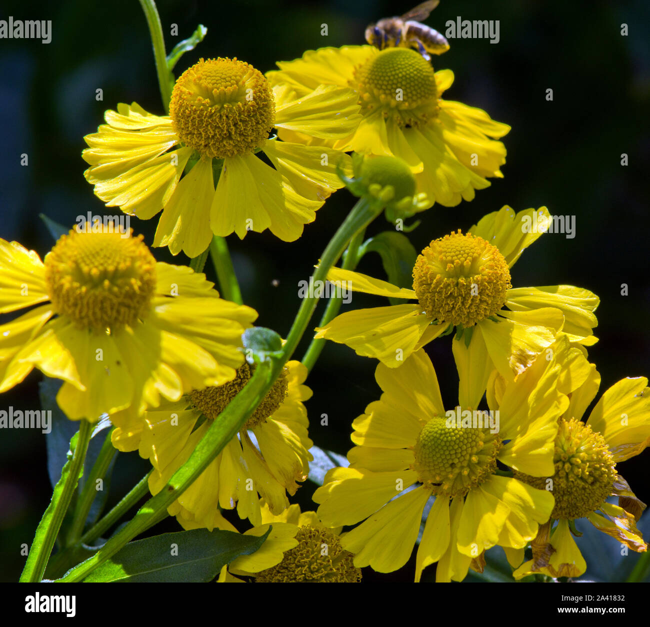 Helenium 'Kanaria' Stockfoto