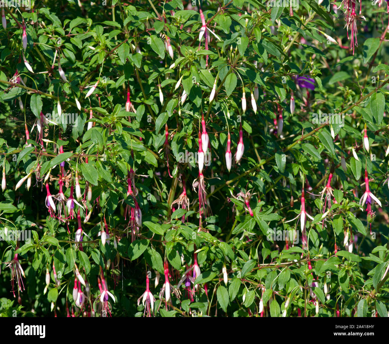 Fuchsia magellanica 'Lady Speck' Stockfoto