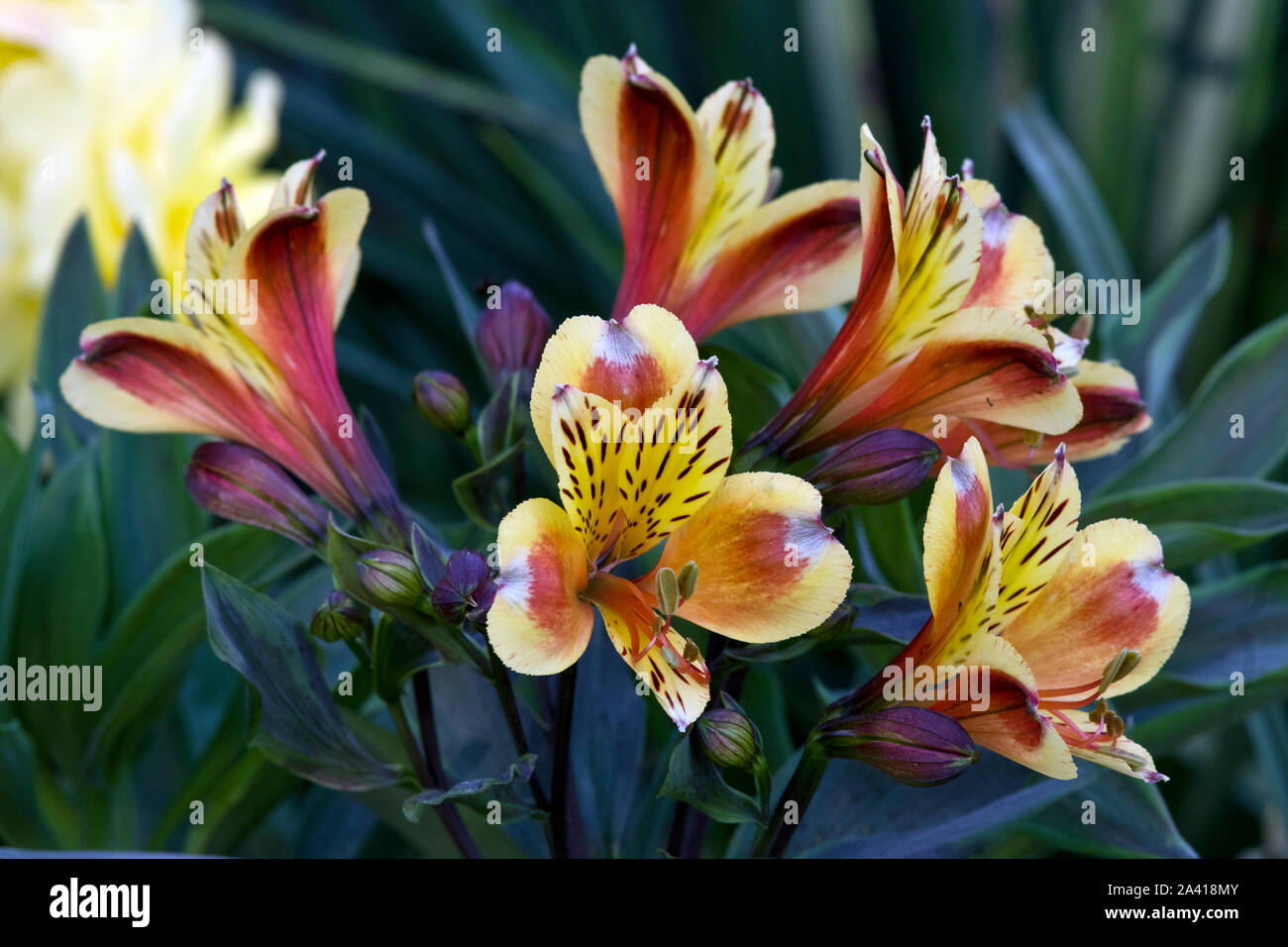 Alstroemeria Summer Breeze Stockfoto