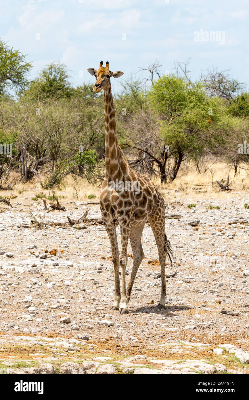 Eine einzige Giraffe stehend in der Steppe mit Bäumen im Hintergrund, Etosha, Namibia, Afrika Stockfoto