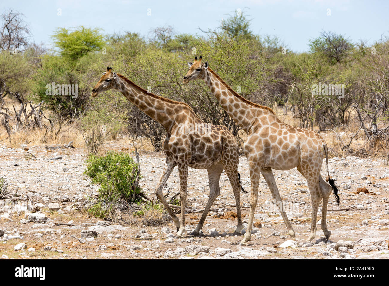 Zwei Giraffen wandern durch die Steppe, Etosha, Namibia, Afrika Stockfoto