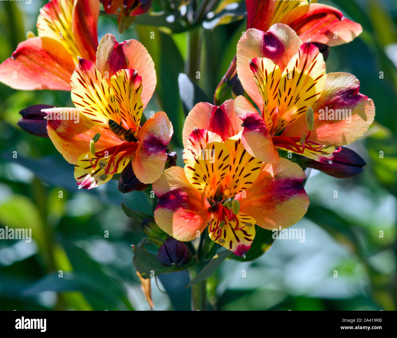 Alstroemeria Indian Summer Stockfoto