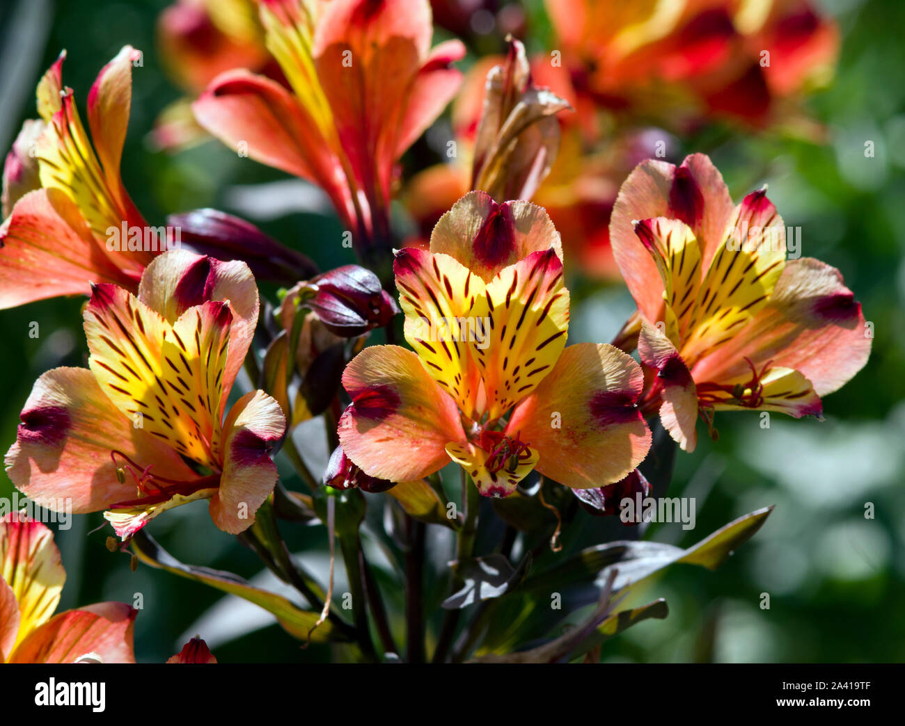 Alstroemeria Indian Summer Stockfoto