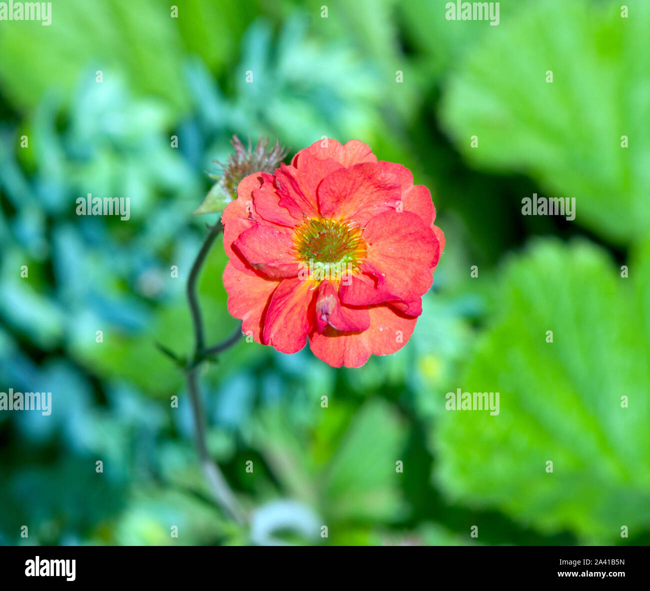 Geum 'Scarlet Tempest' Stockfoto