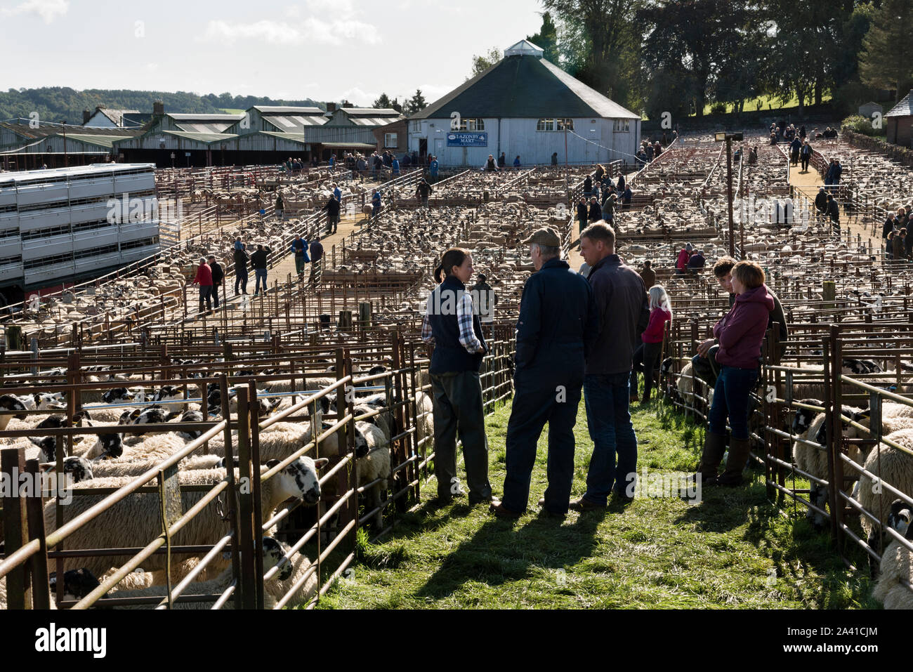 Lazonby Auktion Mart, Cumbria. Die großen Alston Moor Verkauf von Maultier Gimmer Lämmer, 2. Oktober 2019. Stockfoto