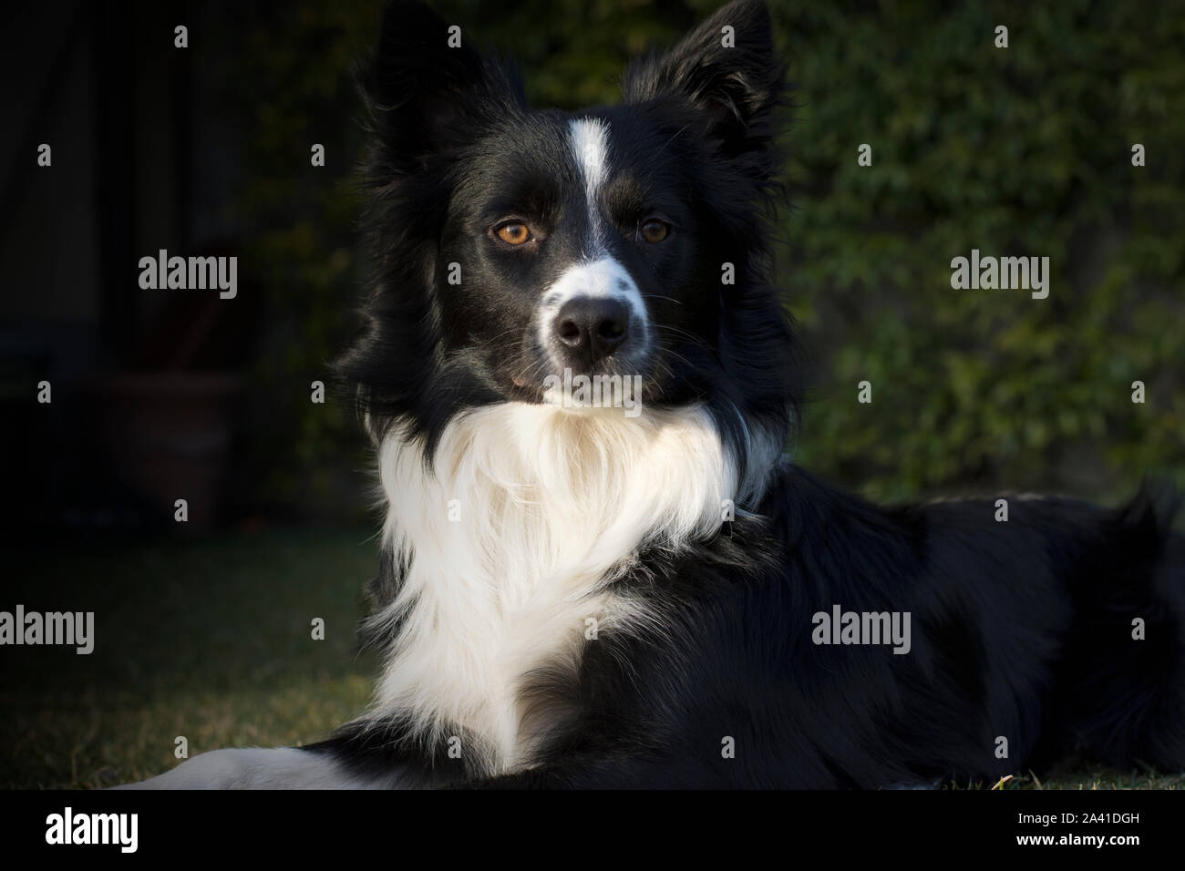 Portrait von Border Collie Welpen in den Garten stellen Stockfoto