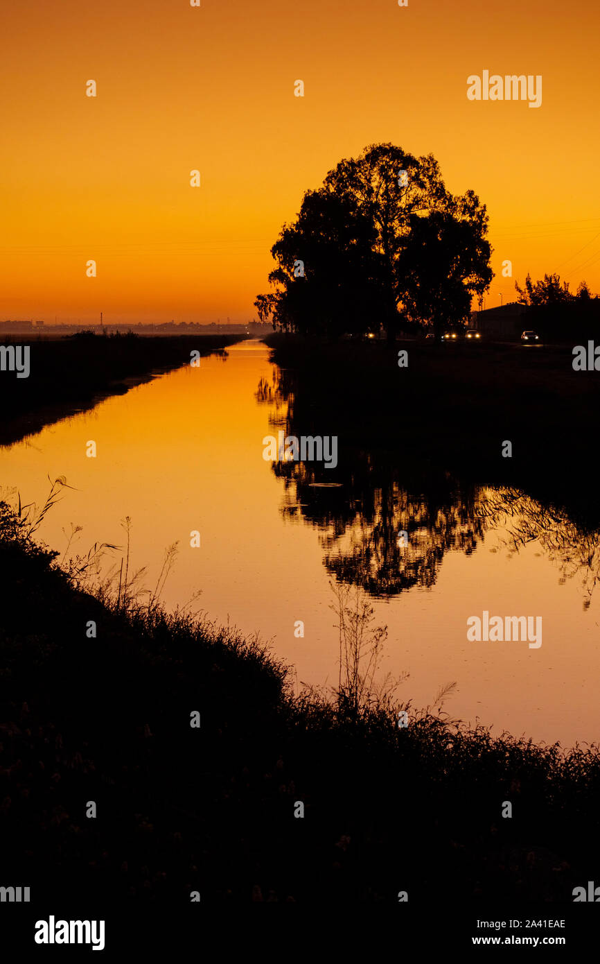 Sunrise. Reisfelder in den Guadalquivir Fluss Delta in der Nähe von Los Palacios y Villafranca, Sevilla Provinz. Südlichen Andalusien, Spanien. Europa Stockfoto