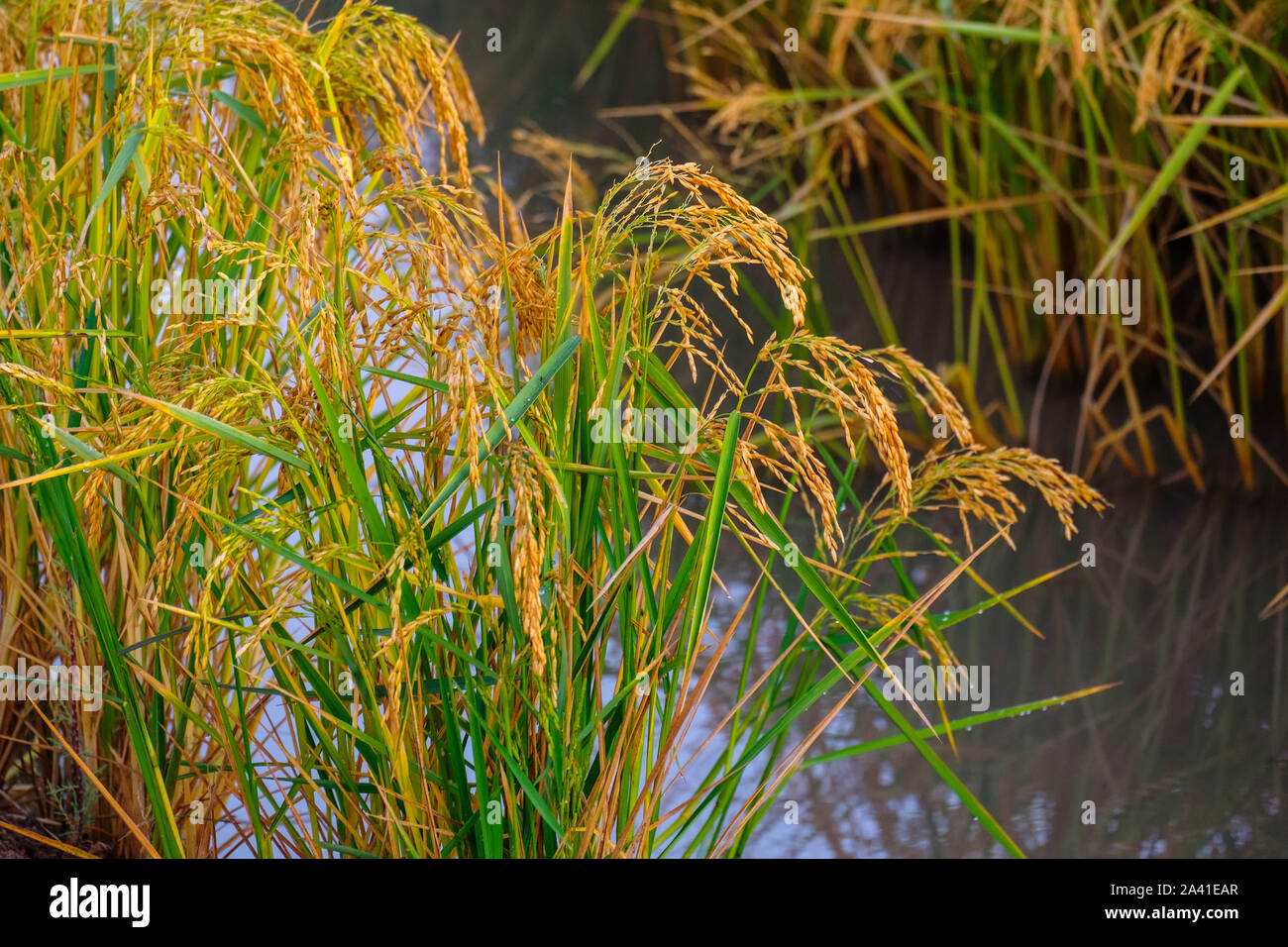 Reisfelder in den Guadalquivir Fluss Delta in der Nähe von Los Palacios y Villafranca, Sevilla Provinz. Südlichen Andalusien, Spanien. Europa Stockfoto