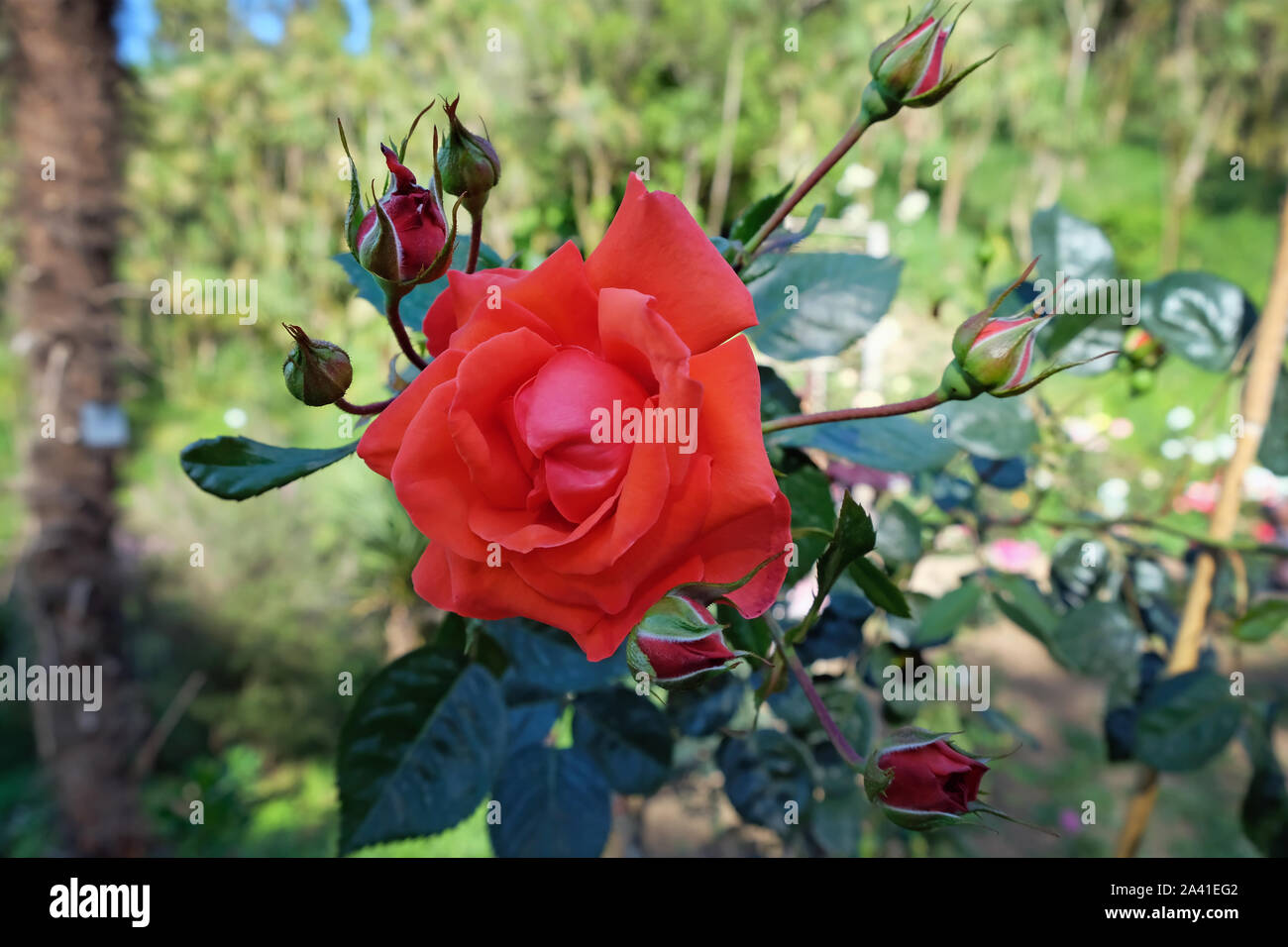 Orange rose bud im Sommer im Garten. Rote Rose und geschlossenen Knospen in der Nähe. Stockfoto