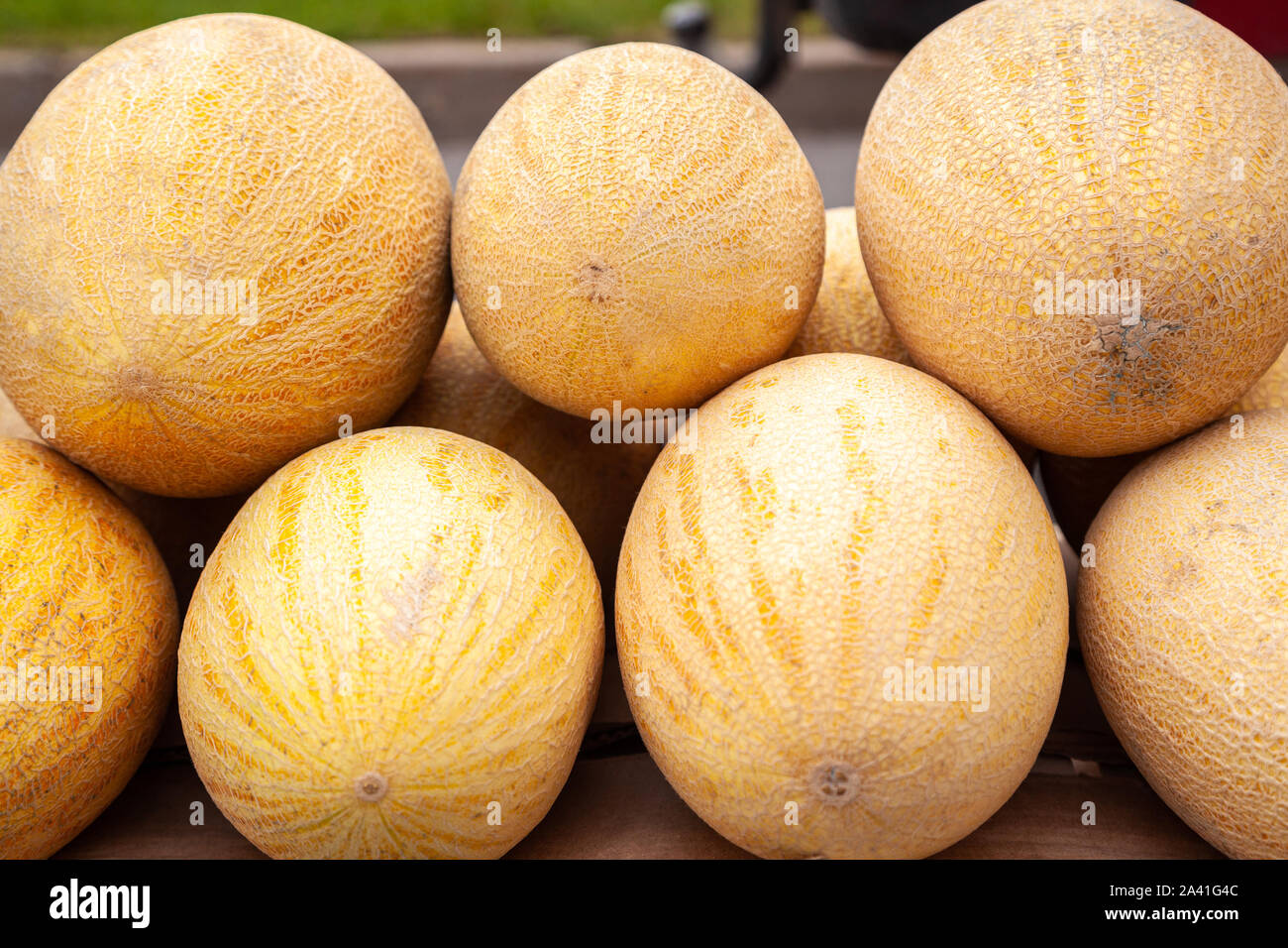 Frische Gelbe Melone Viele Melonen Der Farmers Market Gelbe Melone Zahler Fur Frische Ernte Auf Der Farmers Market Reif Stockfotografie Alamy
