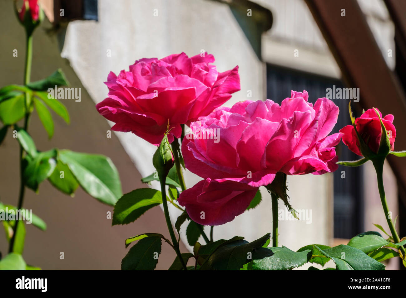 Schöne rosa Rose mit grünen Blättern in einem Garten. Spanien, Europa Stockfoto