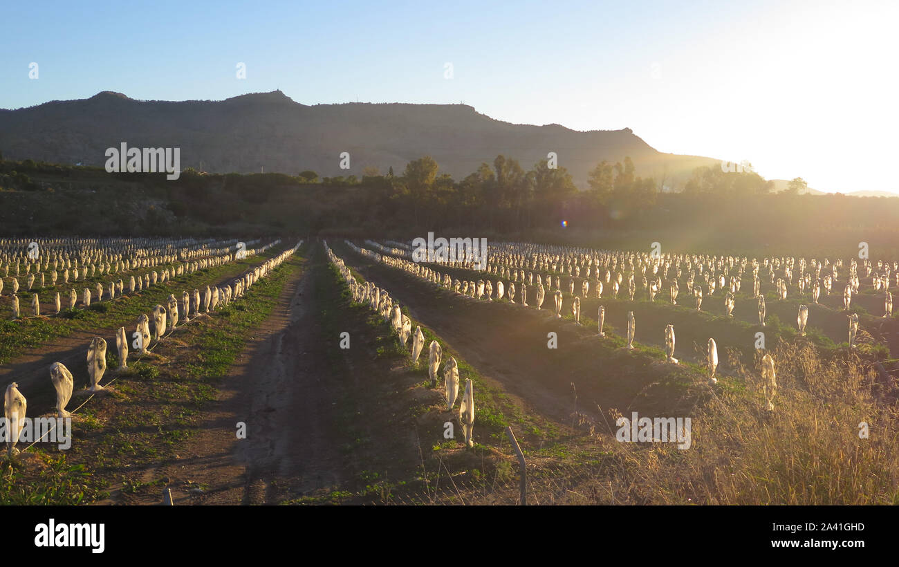 Unbekannte Arten kleiner Junge Obstbäume vor Frost geschützt in der Region Andalusien in Spanien Stockfoto