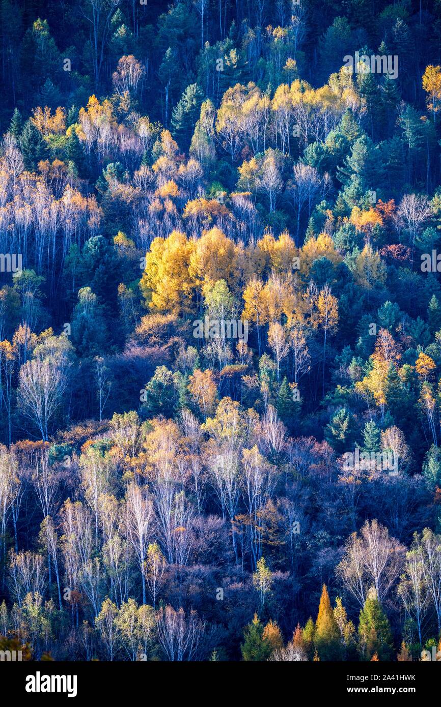 Landschaft der bergigen Gegend und Wald im Herbst in der Stadt Yichun, im Nordosten der chinesischen Provinz Heilongjiang am 29. September, 2019. Stockfoto