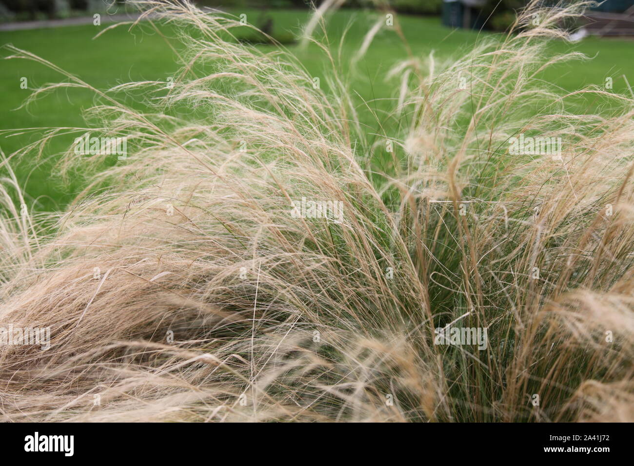 Feder Gras, Pferdeschwanz, weht im Wind in einem Garten in tagsüber Sonnenschein Stockfoto