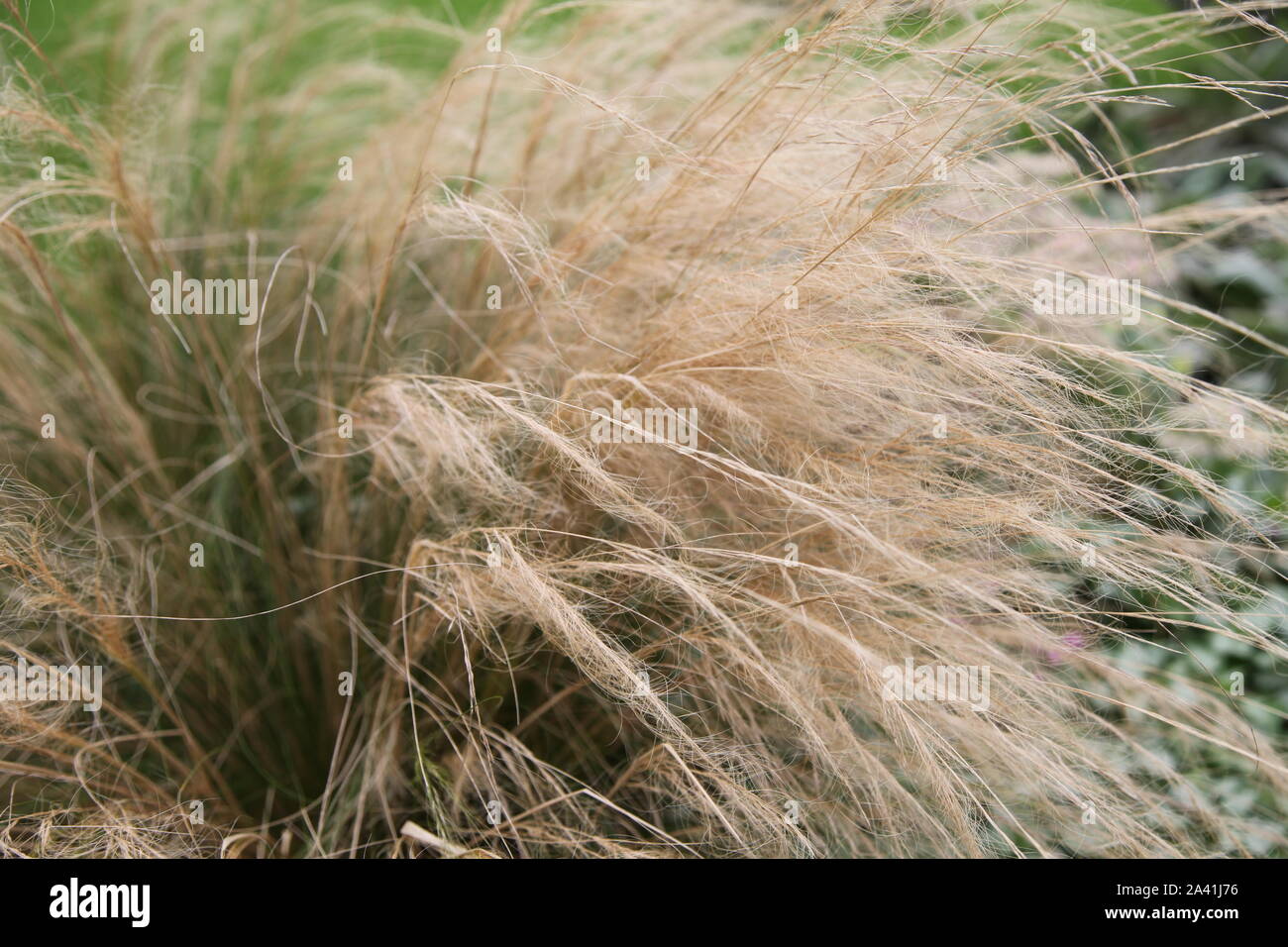Feder Gras, Pferdeschwanz, weht im Wind in einem Garten in tagsüber Sonnenschein Stockfoto