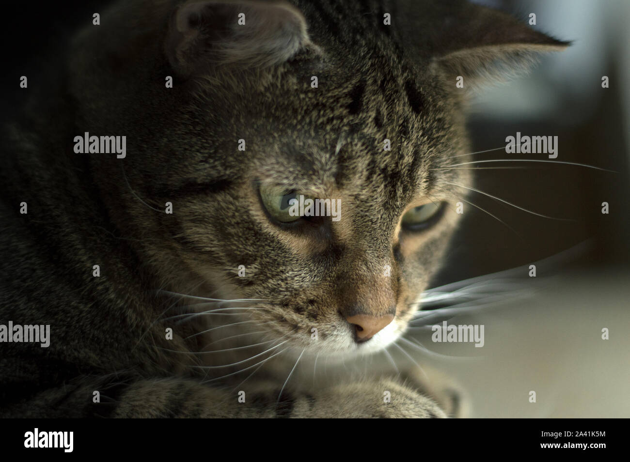 Ausschreibung cat Profil stellen im Schatten Stockfoto