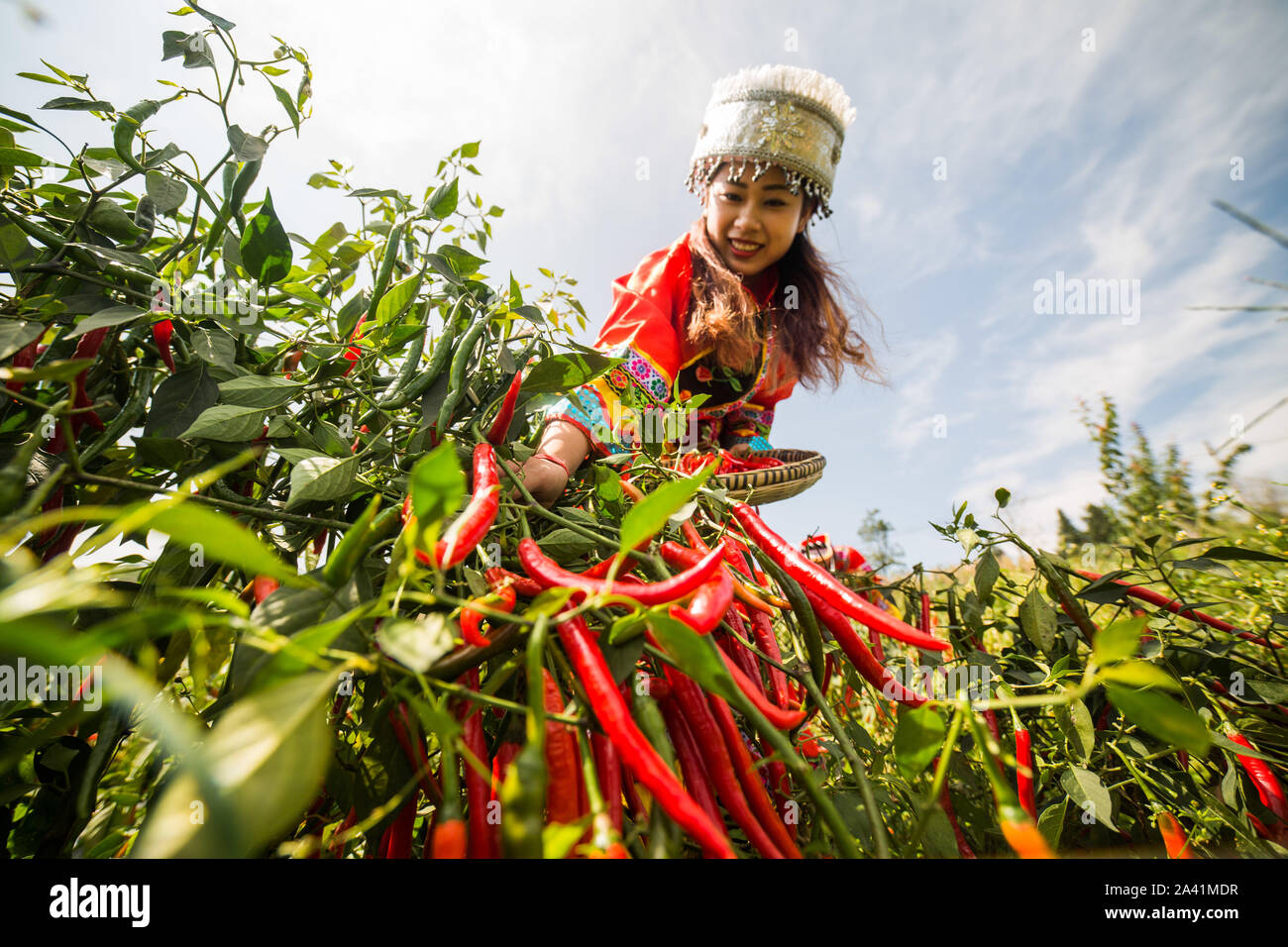 Ein junger chinesischer Dorfbewohner in der traditionellen Tracht der Yi ethnische Minderheit gekleidet Ernten red chili peppers in das Feld im Dorf, Zhuchan Wangjiachong Stockfoto