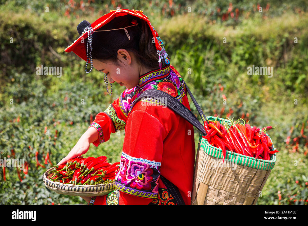 Ein junger chinesischer Dorfbewohner in der traditionellen Tracht der Yi ethnische Minderheit gekleidet Ernten red chili peppers in das Feld im Dorf, Zhuchan Wangjiachong Stockfoto