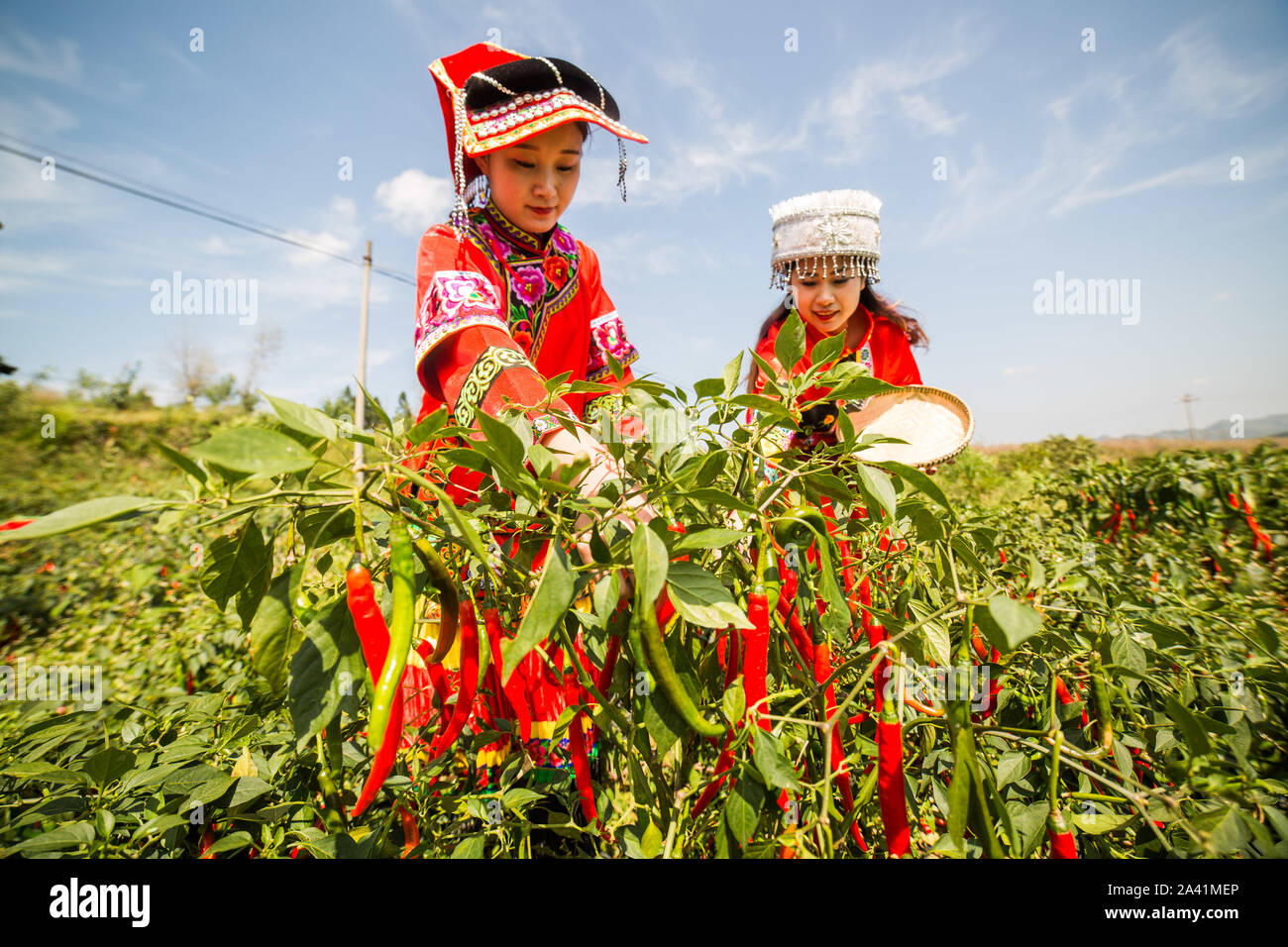 Junge chinesische Dorfbewohner in traditionellen Kostümen von Yi ethnische Minderheit harvest red chili peppers gekleidet in das Feld im Dorf, Zhuchang Wangjiachong Stockfoto