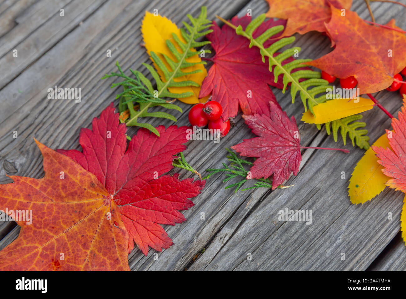 Herbsthintergrund mit buntem Holzbrett Stockfoto