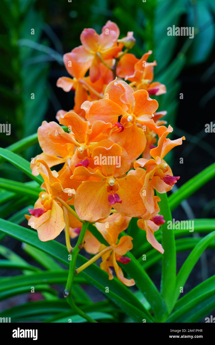 Orange orchidee Blüten auf langen Stielen Stockfoto