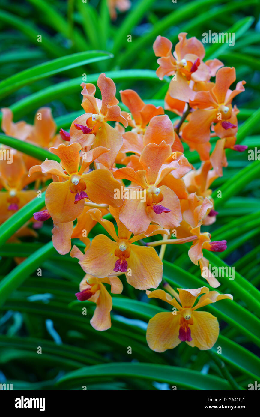 Orange orchidee Blüten auf langen Stielen Stockfoto