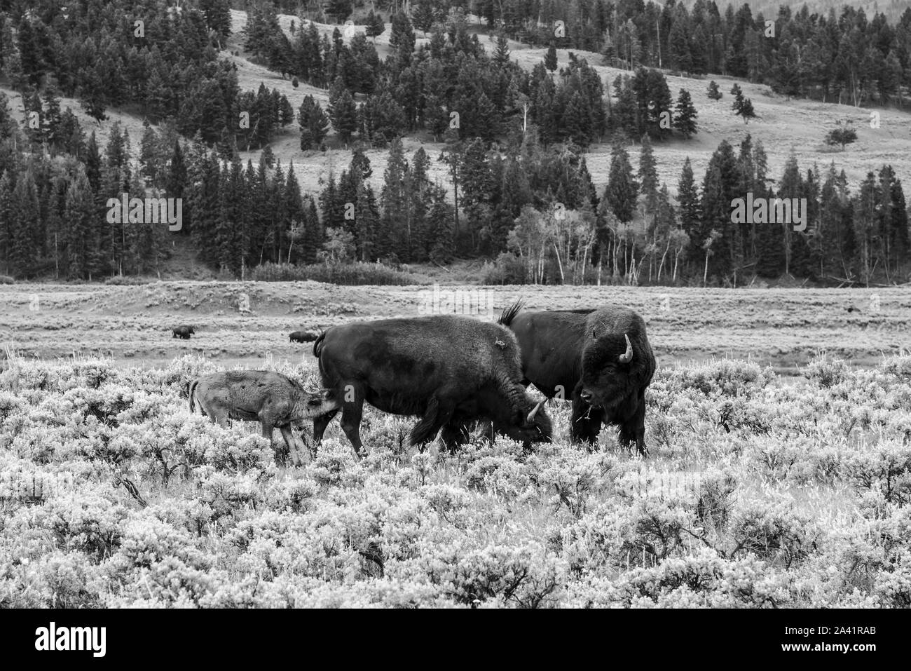 Wilde Büffel Familie im Lamar Valley in Yellowstone Stockfoto