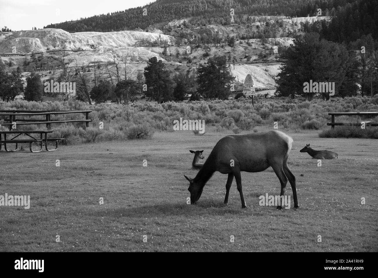 Semi-wild Elchherde auf das Mammut in Yellowstone Stockfoto
