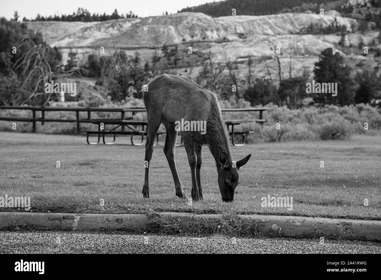Semi-wilden jungen Elche an der Mammut, in Yellowstone Stockfoto